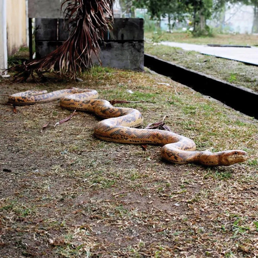 Giant Burmese Python Snake Statue