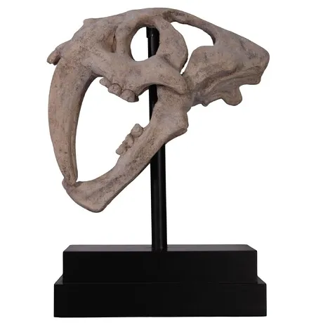 Saber-Toothed Tiger Skull Fossil Statue